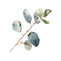 Watercolor eucalyptus leaf, greenery herbal image, Generative AI, png image.