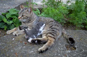 the little kitten is sucking mom