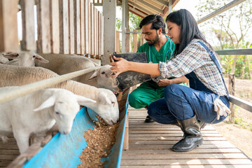 Beautiful Asian farmer woman give food to sheep into feed trough and the veterinarian also check...