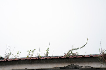 Plants growing among the clay tiles on the border of the roof.