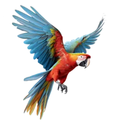 Poster Tropical Colorful Parrot Bird © sixis