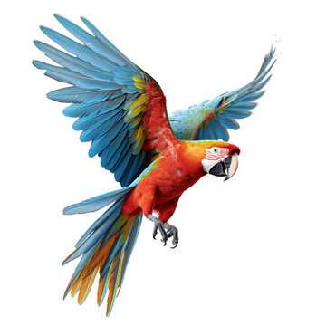 Tropical Colorful Parrot Bird