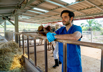 Portrait of veterinarian with blue gloves touch steel rail of cow stable also look to left side and...