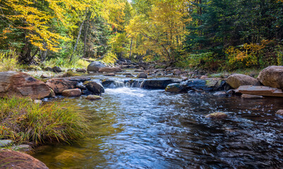 Autumn forest in the morning - South Bog Conservation Area on Rangeley Lake - Maine
