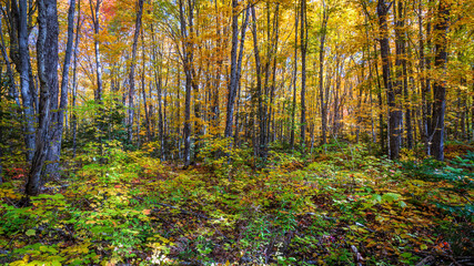 Fototapeta premium Autumn forest in the morning - South Bog Conservation Area on Rangeley Lake - Maine