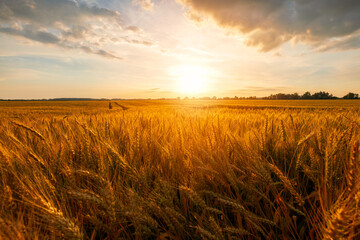 Ripe wheat fields, agricultural land, pre-harvest state at beautiful sunset - 614829712