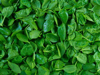 Spinatteppich als Topshot