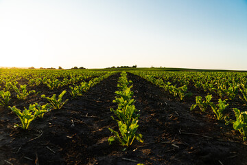 Sugar beet field with young plants on fertile soil. Rows of sunlit young beet plants