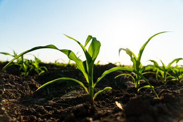 Green corn maize plants on a field. Corn grows in black soil. Small shoots of corn plants on plantation