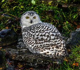 Snowy owl in the stream. Latin name - Bubo scandiacus