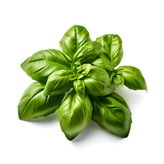 fresh basil isolated on white background