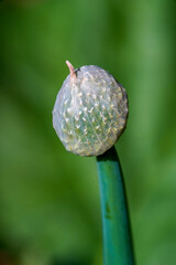 Coastal chives - Allium schoenoprasum plants also used as vegetables.