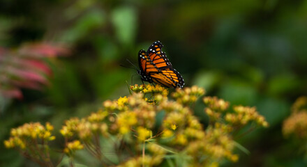 Monarch butterfly - resting on yellow wildflowers. New England, United States