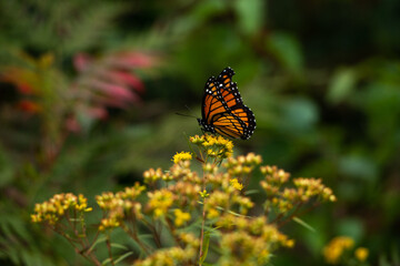 Monarch butterfly - resting on yellow wildflowers. New England, United States
