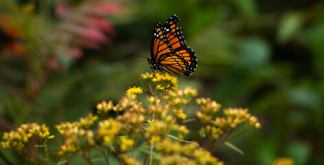 Monarch butterfly - resting on yellow wildflowers. New England, United States