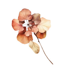 Watercolor dried hydrangea clipart, Generative AI, png image.