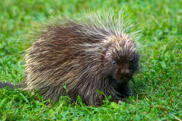 Wild porcupine in outdoor grass, grazing a field in new England