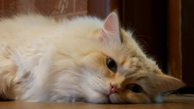 Close-up of a very beautiful white cat face lying on the floor