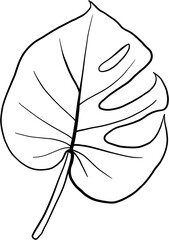 monstera plant freehand drawing.