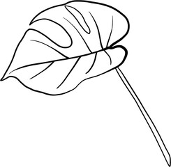 monstera plant freehand drawing.