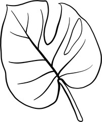 monstera plant freehand drawing.