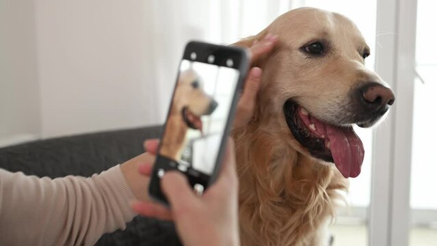 Girl hand with smartphone taking photo of golden retriever dog at home. Young woman photograph creates pet doggy shots with cell phone camera closeup