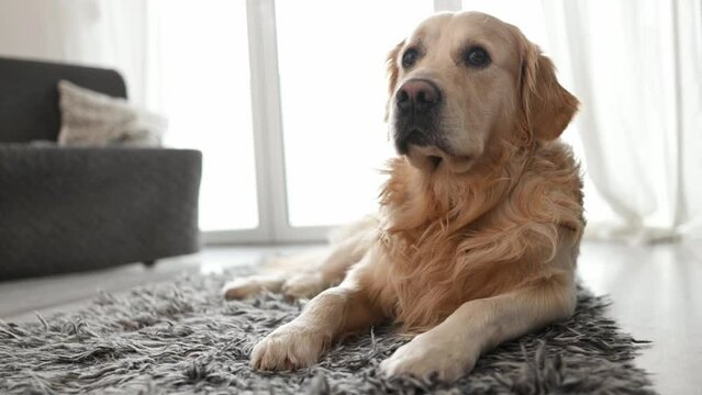 Golden retriever dog laying on floor and looking at camera at home. Purebred pet doggy labrador resting in room with daylight