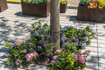 Square bed around a tree, planted with hydrangeas and other blooming summer flowers