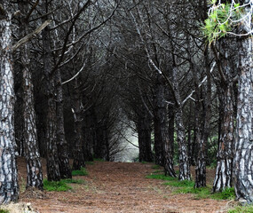 Bosque