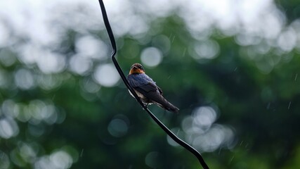Graceful Pacific Swallow Perched on Cable Amidst the Rain