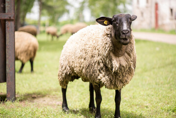 Fototapeta premium Sheep On A Meadow