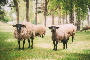 Flock Of A Sheep Grazing On A Meadow