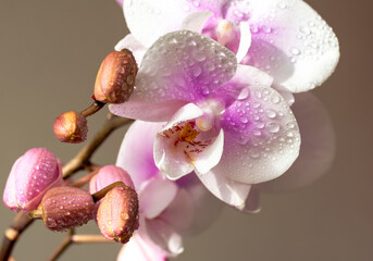 Orchids with water drops close up on a beige background
