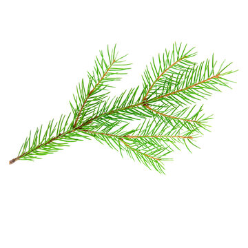 Fir tree branch isolated on a transparent png background. Stock photo