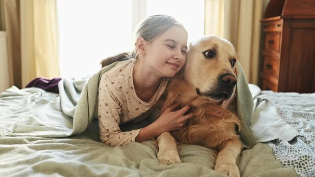 Cute child girl hugging golden retriever dog lying in bed under blanket in morning. Beautiful preteen kid with purebred pet doggy labrador covered with pleid at home