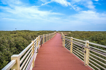 Fototapeta premium mangrove trees