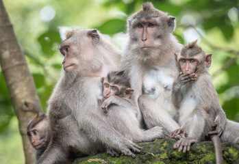 Naklejka na ściany i meble Macaque monkeys at Ubud Monkey Forest Sanctuary in Ubud, Bali, Indonesia.