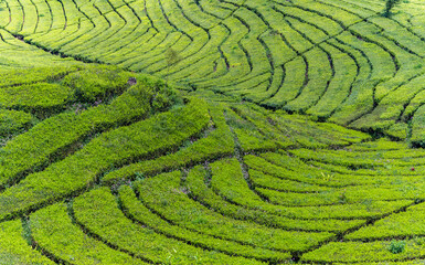 Rancabali Tea Plantation near Bandung in West Java, Indonesia.. - 614837184
