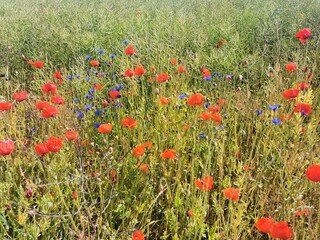 Poppies with red blossoms on a field