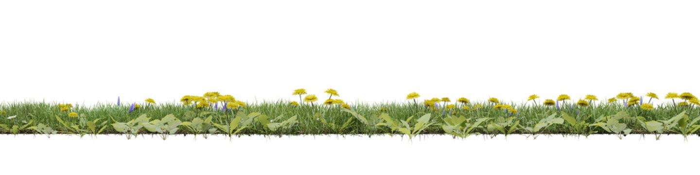 Green grass with dandelions isolated on transparent background. 3D render.