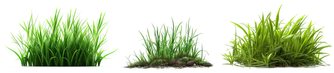 Fototapeta premium Set of fresh green grass in foreground isolated on transparent background