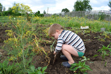 The child helps in harvesting garlic.