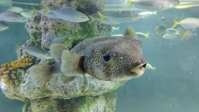 Giant Porcupine fish or Spotted Porcupine Fish (Diodon hystrix) and Lettuce coral or Yellow Scroll Coral (Turbinaria reniformis) in an underwater .