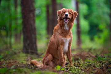Pies w lesie © Jagoda