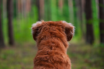 Pies w lesie © Jagoda