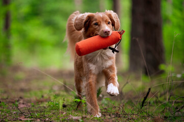 Pies w lesie © Jagoda