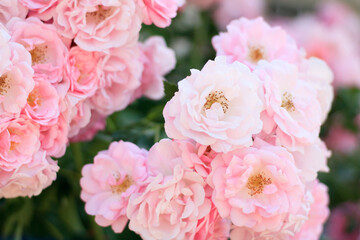 Obraz na płótnie Canvas close up of pink roses