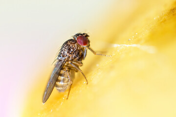Selective focus on a small fruit fly, Drosophila Repleta