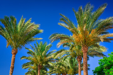 Fototapeta na wymiar Palm trees at sunny day in Egypt
