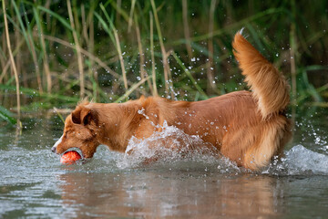 Pies nad wodą © Jagoda